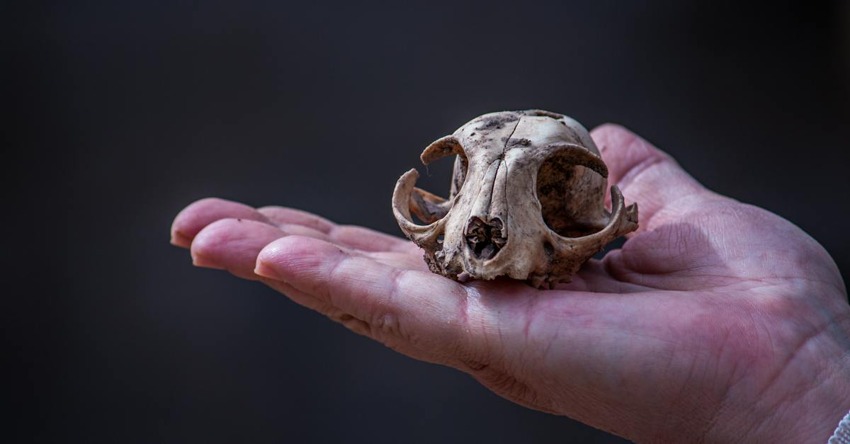 Person Holding an Animal Skull