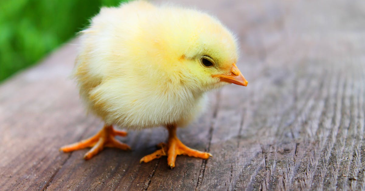 Shallow Focus Photography of Yellow Chick