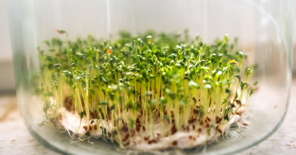 Green and Yellow Plant on Clear Glass Bowl