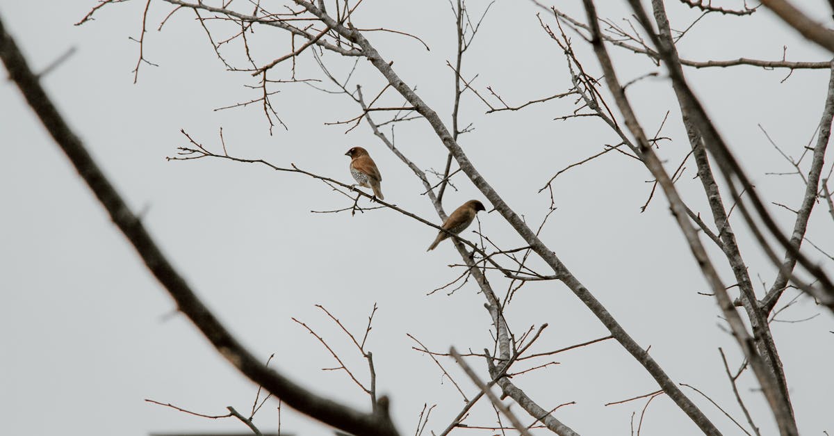 Birds resting on leafless tree branch under white sky