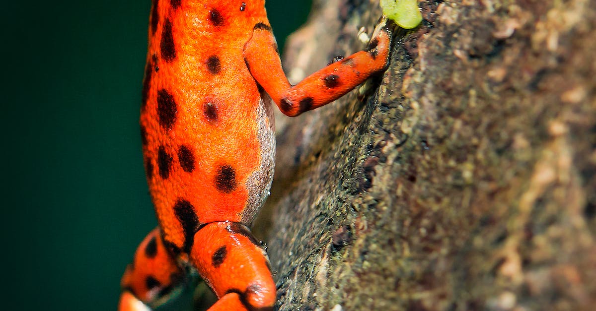 Orange and Black Poison Darth Frog