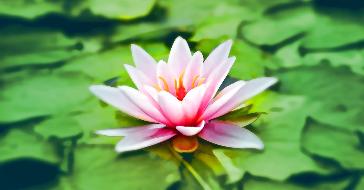 Close-up Photography of Pink Lotus