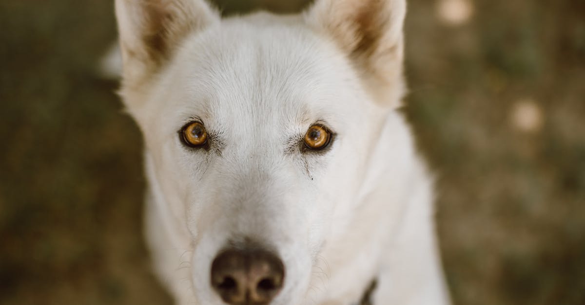 Close-Up Shot of a White Dog