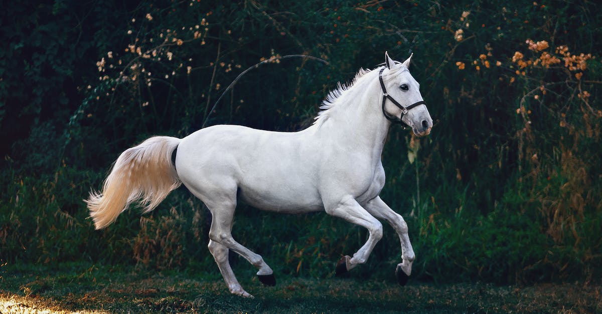 White Horse on Green Grass