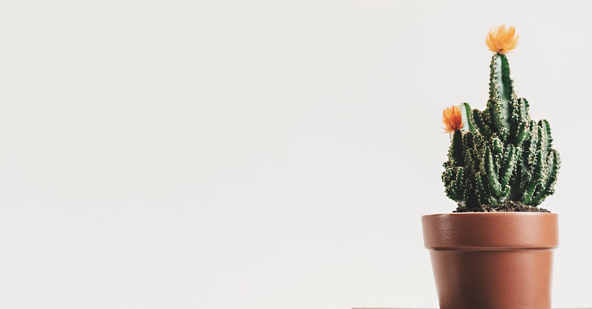 Green Cactus Plant on Pot