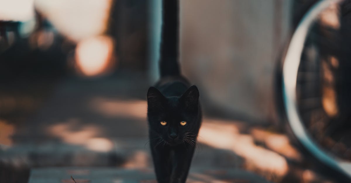 Black Cat Walking on Road