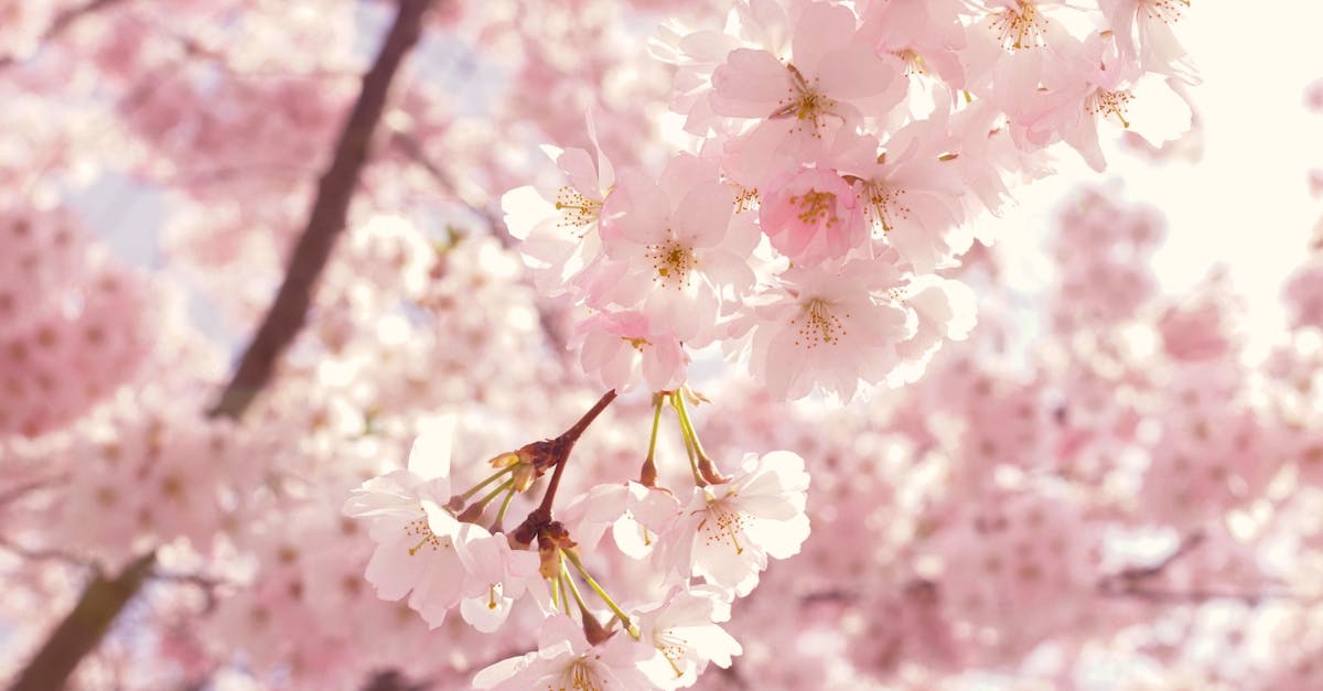 Selective Focus Photography Of Pink Cherry Blossom Flowers