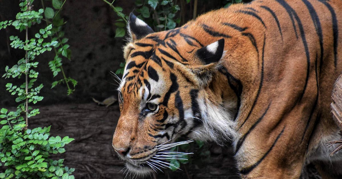 Brown and Black Tiger Beside Wood Log